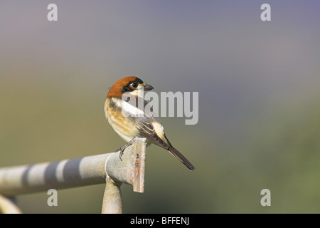 Woodchat Shrike Lanius sénateur perché sur clôture métallique à Lesbos, Grèce en avril. Banque D'Images