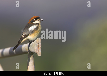 Woodchat Shrike Lanius sénateur perché sur clôture métallique à Lesbos, Grèce en avril. Banque D'Images