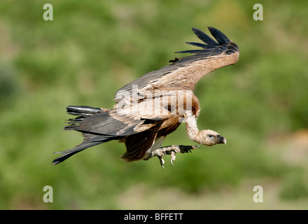 Vautour fauve Gyps fulvus eurasien arrivant sur la terre près de Tarifa Espagne alimentaire Banque D'Images