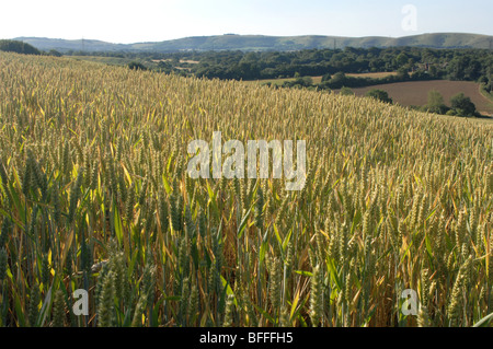 Champ de blé, Henfield, South Downs, Sussex, GB. Banque D'Images