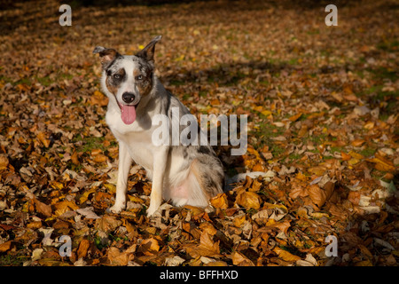 Border Collie bleu merle chien pedigree assis parmi les feuilles d'automne d'or brun au soleil Banque D'Images