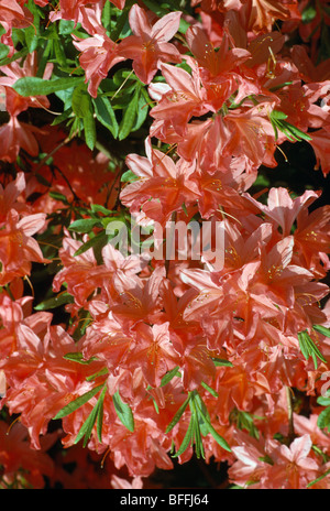 Close-up of pink azalea Banque D'Images