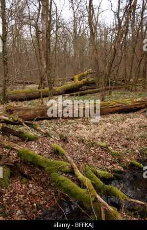 Les forêts de plaine vierge en Slovénie Banque D'Images