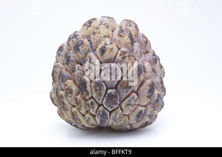 Vue rapprochée d'un sucre pomme fruit isolés contre fond blanc. Banque D'Images