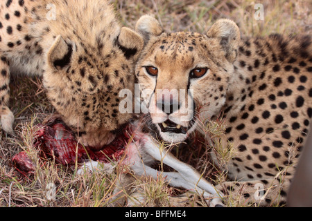 Le guépard Acinonyx jubatus dans Masai Mara, Kenya Banque D'Images