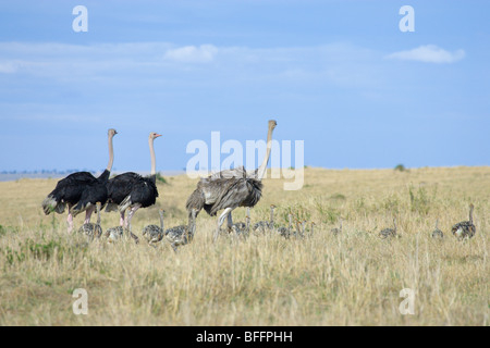 Adultes mâles et femelles, Autruche Struthio camelus, marche avec une couvée de poussins. Le Masai Mara National Reserve, Kenya. Banque D'Images