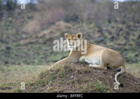 Femme, l'African Lion, Panthera leo, assis sur termitière. Le Masai Mara National Reserve, Kenya. Banque D'Images