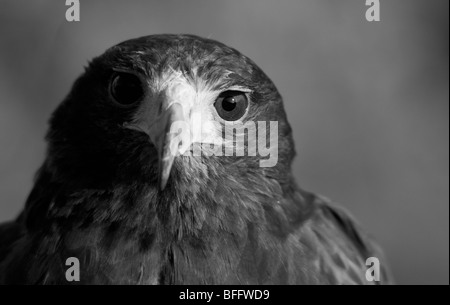 Portrait d'un homme Harris Parabuteo unicinctus (Hawk) Banque D'Images