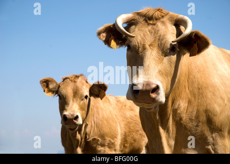 prime à la vache avec veau Banque D'Images