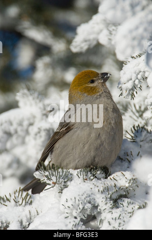 Durbec des sapins (Pinicola enucleator) en hiver, Saskatchewan, Canada Banque D'Images