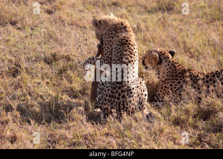 Le guépard Acinonyx jubatus dans Masai Mara, Kenya Banque D'Images