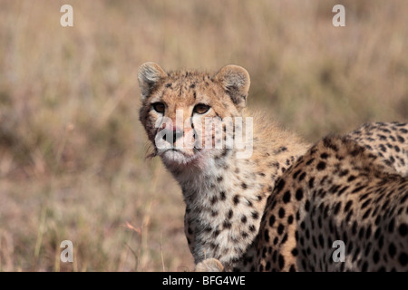 Le guépard Acinonyx jubatus dans Masai Mara, Kenya Banque D'Images