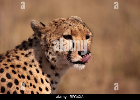 Le guépard Acinonyx jubatus dans Masai Mara, Kenya Banque D'Images