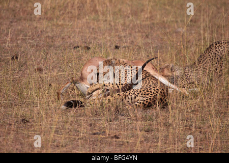 Le guépard Acinonyx jubatus tuer la gazelle de Grant adultes dans le Masai Mara au Kenya Banque D'Images