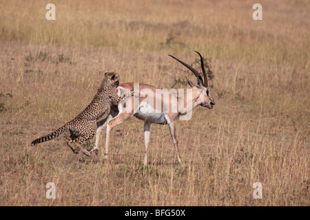 Guépard Acinonyx jubatus yearling adultes attaquent la gazelle de Grant dans le Masai Mara au Kenya Banque D'Images