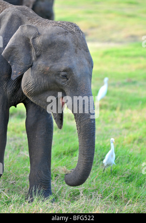 Le Parc National de Minneriya, Sri Lanka, safari au parc national de Minneriya, Sri-Lankais elephant Banque D'Images