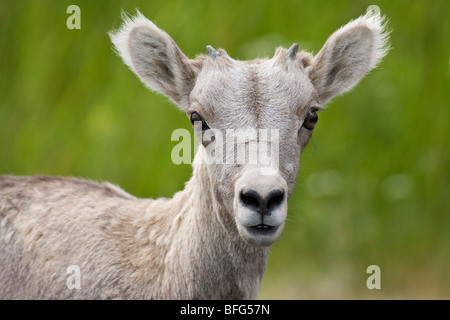 Bighorn (Ovis canadensis), l'agneau, le parc national des Lacs-Waterton, en Alberta. Banque D'Images