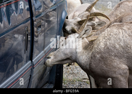 Bighorn (Ovis canadensis), les brebis de lécher le sel de véhicule, parc national des Lacs-Waterton, en Alberta. Banque D'Images