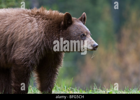 L'ours noir cannelle (Ursus americanus) du Parc National Jasper phase Alberta Canada. fourrure de l'ours noir peut aller de bla Banque D'Images