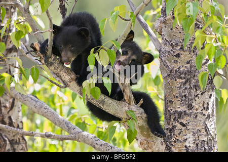 L'ours noir (Ursus americanus) dans l'arbre (Populus sp.) Le Parc National de Jasper Alberta Canada. ourse a envoyé ses deux petits un Banque D'Images