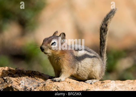 Le spermophile à mante dorée (Spermophilus lateralis), donnent sur le lac caché, Glacier National Park, Montana, USA. Banque D'Images