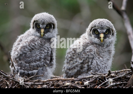 La Chouette lapone (Strix nebulosa) oisillons dans leur nid, près du parc national Elk Island, en Alberta. Banque D'Images