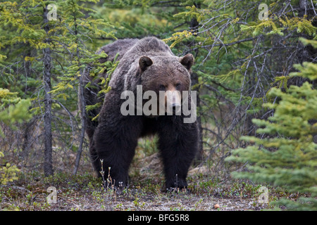 Grand mâle ours grizzli (Ursus arctos horribilis), Banff National Park, Alberta, Canada. Banque D'Images