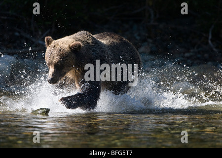 Ours grizzli (Ursus arctos horribilis), la pêche au saumon (Oncorhynchus sp.), la côte de la Colombie-Britannique, Canada. Banque D'Images