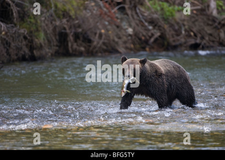 Ours grizzli (Ursus arctos horribilis) femmes fraîchement pêchés avec le saumon rose (Oncorhynchus gorbuscha) la côte de la Colombie-Britannique Banque D'Images