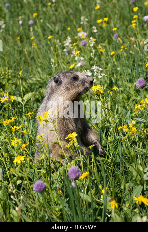 La marmotte des Rocheuses (Marmota caligata) Comité permanent parmi les fleurs sauvages alpines, donnent sur le lac caché, Glacier National Park, Montana, USA Banque D'Images