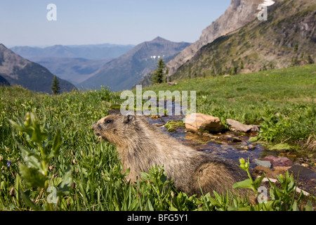 La marmotte des Rocheuses (Marmota caligata), en quête de prairie alpine, donnent sur le lac caché, Glacier National Park, Montana, USA. Banque D'Images