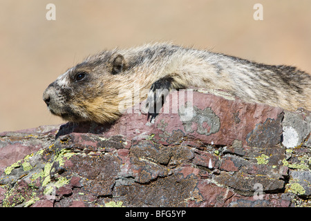 La marmotte des Rocheuses (Marmota caligata), bains de soleil, donnent sur le lac caché, Glacier National Park, Montana, USA. Banque D'Images