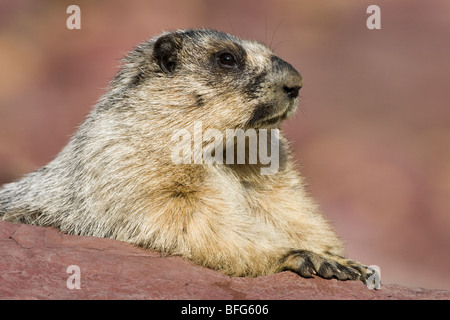 La marmotte des Rocheuses (Marmota caligata), donnent sur le lac caché, Glacier National Park, Montana, USA. Banque D'Images