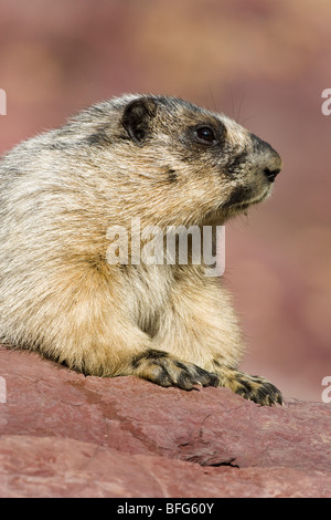 La marmotte des Rocheuses (Marmota caligata), donnent sur le lac caché, Glacier National Park, Montana, USA. Banque D'Images