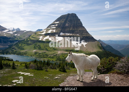 La chèvre de montagne (Oreamnos americanus), surplombant le lac caché et Bearhat Montagne, Glacier National Park, Montana, USA. Banque D'Images