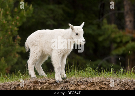 La chèvre de montagne (Oreamnos americanus), kid, Jasper National Park, Alberta, Canada. Banque D'Images