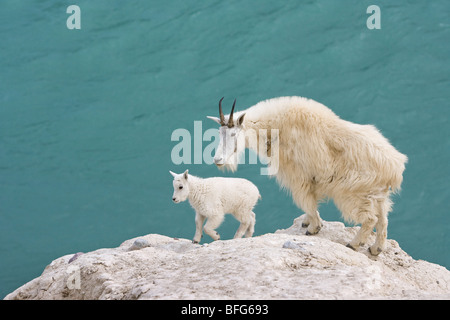 La chèvre de montagne (Oreamnos americanus), une bonne d'enfant, et donnant sur la rivière Athabasca, Jasper National Park, Alberta, Canada. Banque D'Images