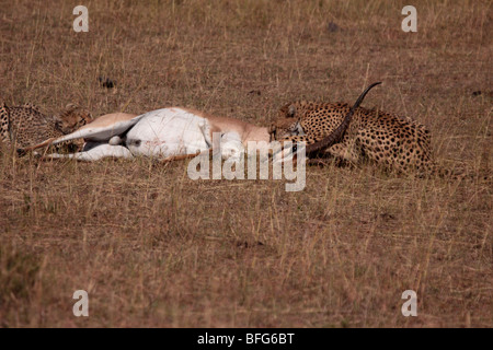 Le guépard Acinonyx jubatus tuer la gazelle de Grant adultes dans le Masai Mara au Kenya Banque D'Images