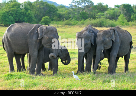 Le Parc National de Minneriya, au Sri Lanka, des éléphants au Parc National Minneriya, Sri Lanka Banque D'Images