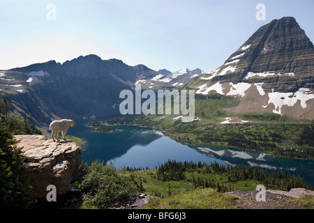 La chèvre de montagne (Oreamnos americanus), surplombant le lac caché et Bearhat Montagne, Glacier National Park, Montana, USA. Banque D'Images