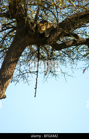 Leopard accroupi dans un arbre Banque D'Images