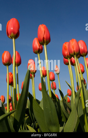 Les tulipes (Tulipa Gesneriana), près d'Agassiz, en Colombie-Britannique. Banque D'Images