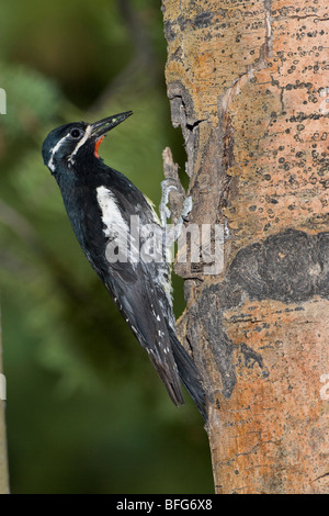 Pic de Williamson (Sphyrapicus thyroideus) larve de l'insecte mâle avec cavité de nidification à méditer Étang Picnic Ground National Arapaho Banque D'Images