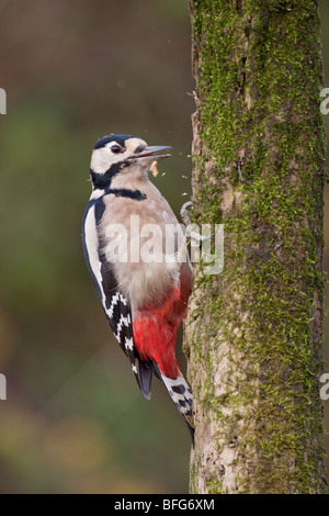 Vue latérale du picage pic tronc d'arbre. Les copeaux de bois ou des débris pris l'air. Plume Fine détail affiché. Banque D'Images