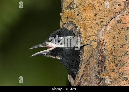 Pic de Williamson (Sphyrapicus thyroideus) mâle niché dans la cavité de nidification méditer Étang Picnic Ground Arapaho National Forest C Banque D'Images