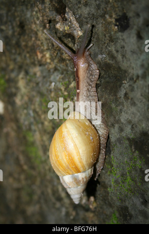 L'Afrique de l'escargot terrestre géant Achatina fulica rodatzi hamilei. f, prise à Jambiani, Zanzibar, Afrique Banque D'Images