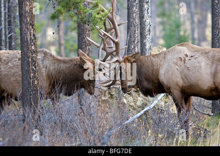 Deux bull le wapiti (Cervus canadensis) lutte pour la domination pendant la saison des amours (RUT), Jasper National Park, Alberta, Canada Banque D'Images