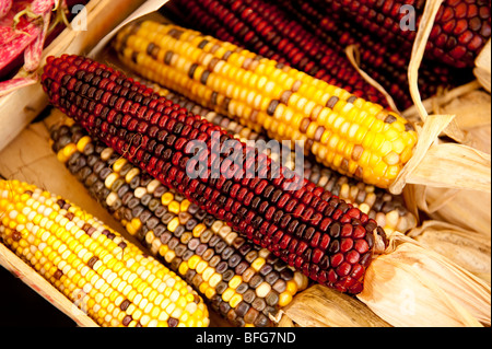 Rouge, jaune et multicolores, de maïs pour la vente de fruits et légumes du marché, Campo dei Fiori, Rome, Italie Banque D'Images