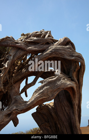 Phoenicean Juniper Juniperus phoenicea à El Sabinar, El Hierro, Banque D'Images