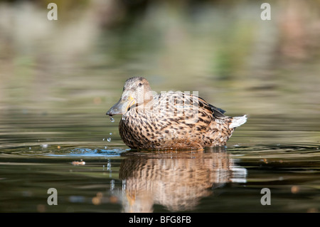 Weibliche Löffelente (Anas clypeata) - Canard souchet femelle Banque D'Images